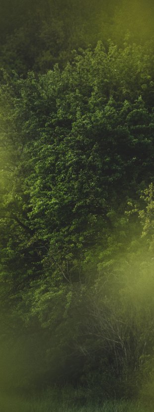 Mist moving through a green forest
