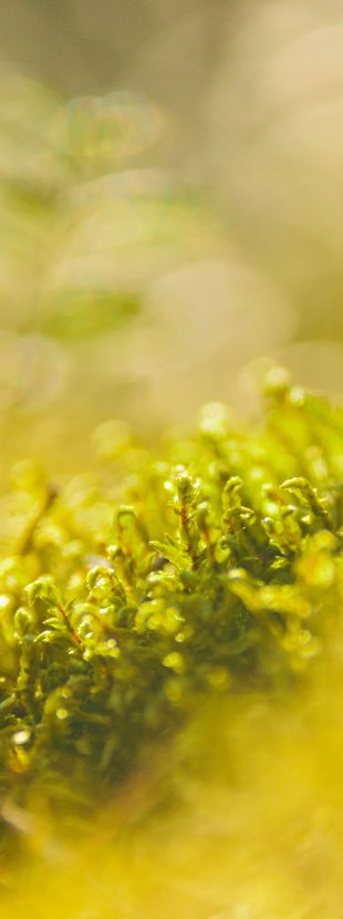 Sunlight illuminating soft green moss